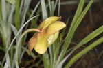 Purple pitcherplant